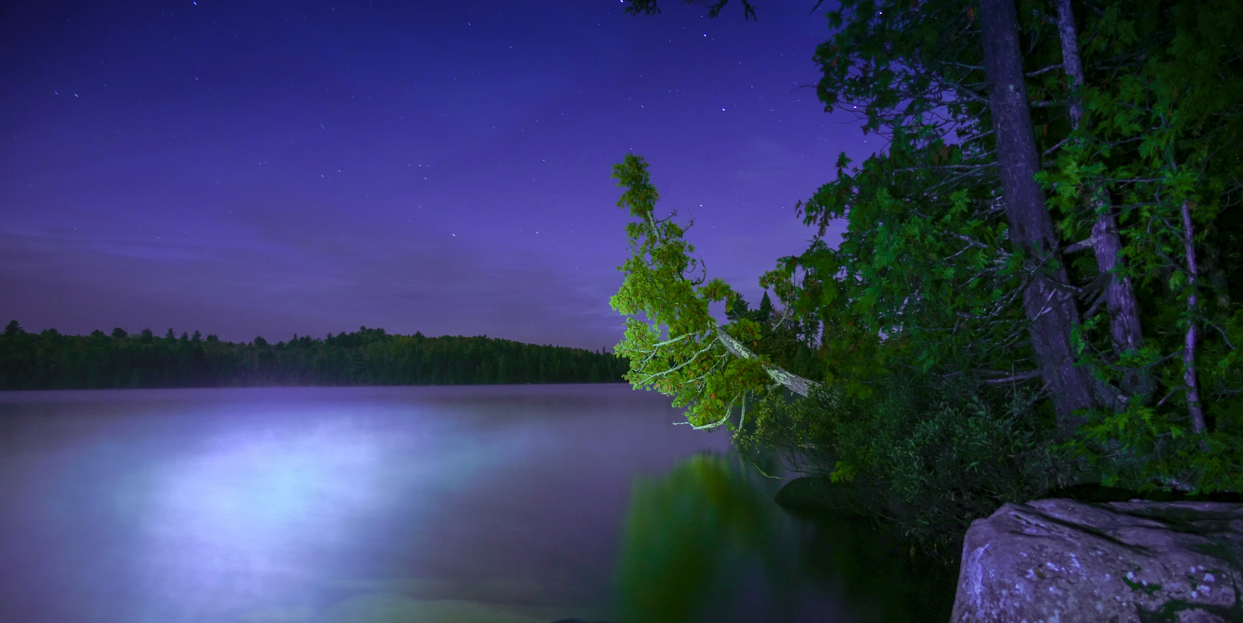 green leafed plants near body of water